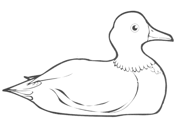 desene de colorat curcan